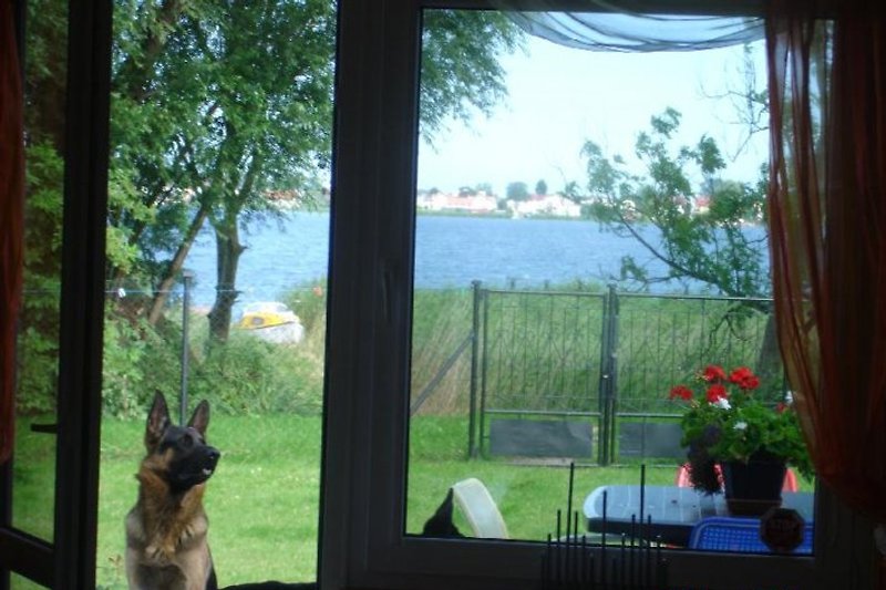 Blick aus der Terrasse von Haus Anja. Den Hund vermieten wir nicht aber zum Spielen vor allem mit Kindern ist er immer Bereit...Blick aus der Te