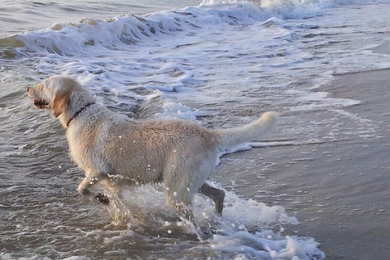 Hunde sind erlaubt am Strand