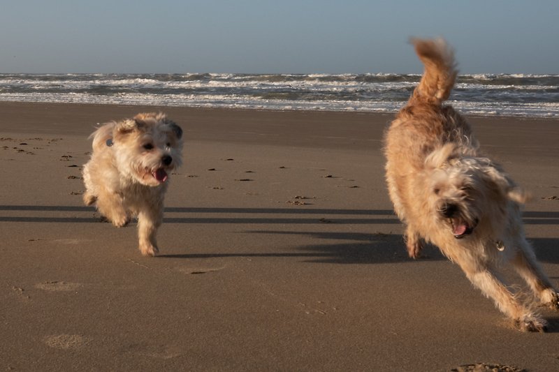 Hunde am Strand erlaubt