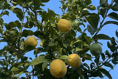Casa Hannelore mit privatem Garten