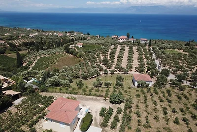 Orfanos 4