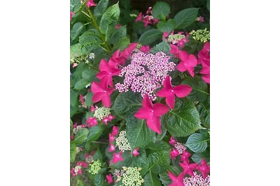 Haus Cecile, Bucht Mont St.-Michel
