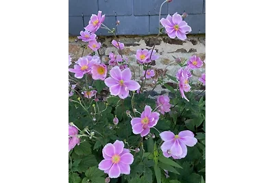 Haus Cecile, Bucht Mont St.-Michel
