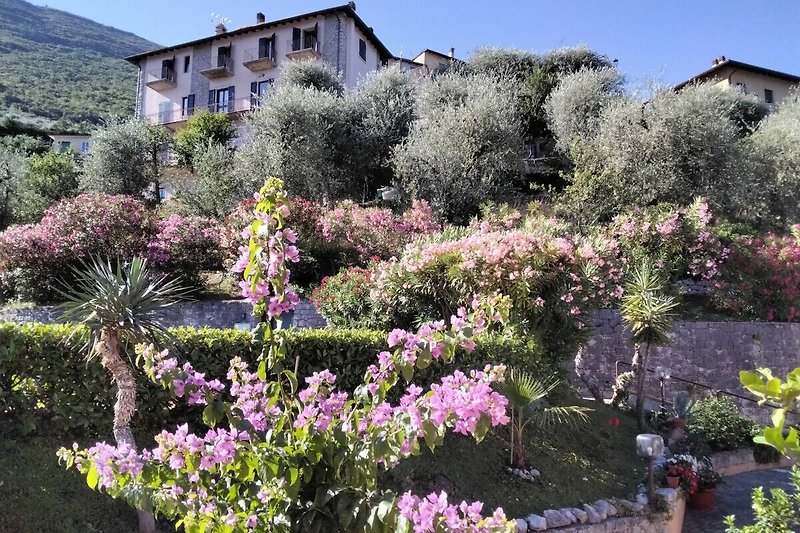 Flourishing garden embedded in traditional olive groves