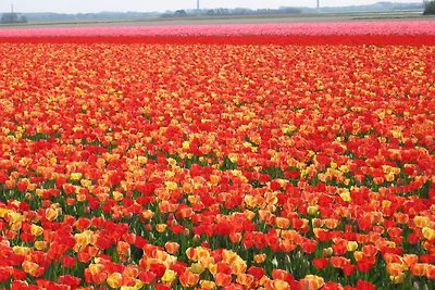 Strandperle direkt an den Dünen