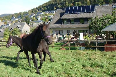 Ferienhaus Cristallo- Hochsauerland