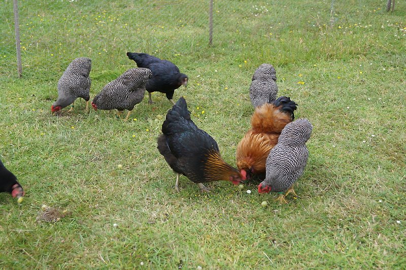 unsere Hühner dürfen gefüttert werden