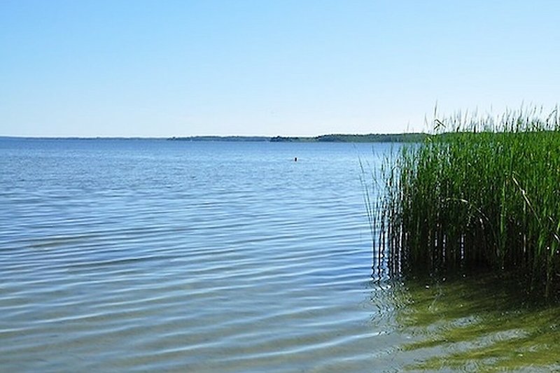 Uferlandschaft mit ruhigem See, grünen Pflanzen und weitem Horizont.