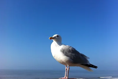 Strandwohnung Deichblume