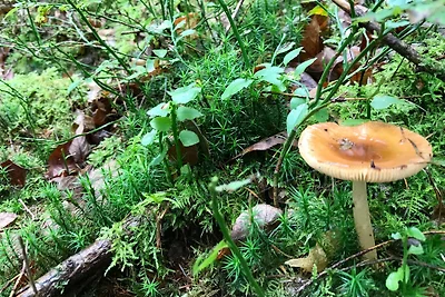 Sprielderbosch 23 "De Zwijnenstal"