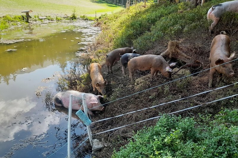 Schweine habens sauwohl