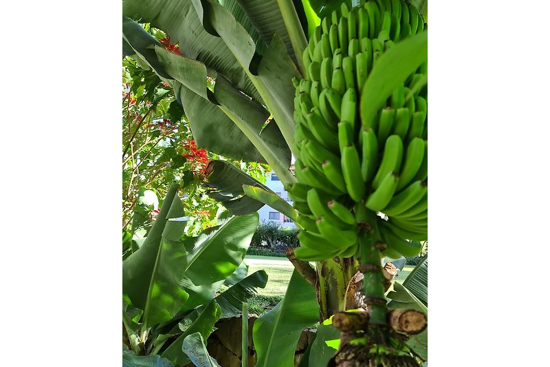 Bananen in der Anlage