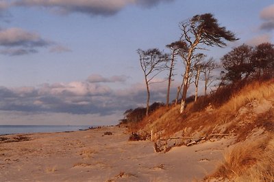 Vakantiehuis aan de Oostzee in het Darßwald