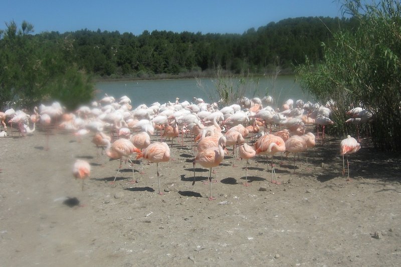 Flamingos am Etang