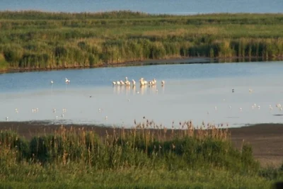 Pelican Home