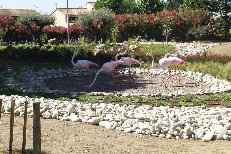 ...there, where flamingos are too.