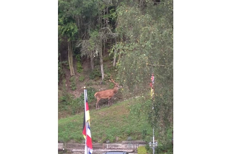 Ein Hirsch besucht unsere Gäste