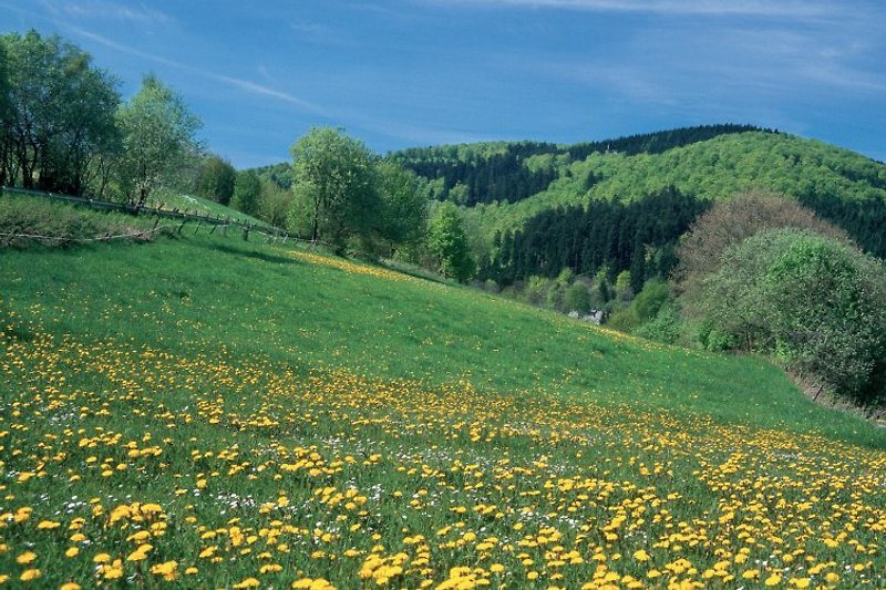 Frühling im Sauerland