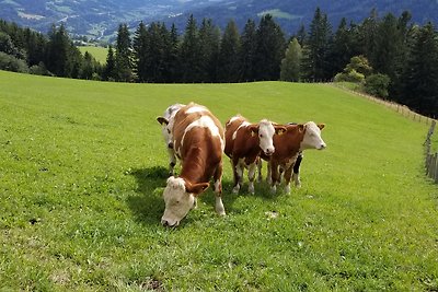 Ferienwohnungen  TRIPPOLTHOF