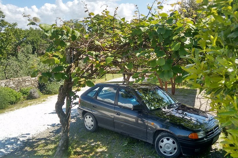 Parkowanie pod drzewami kiwi