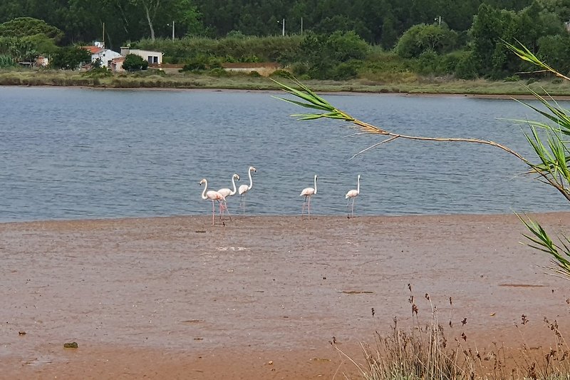 Uferlandschaft mit Flamingos, Wasser und Pflanzen.