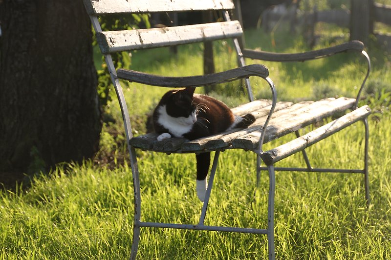 Kat bij het zonnebaden