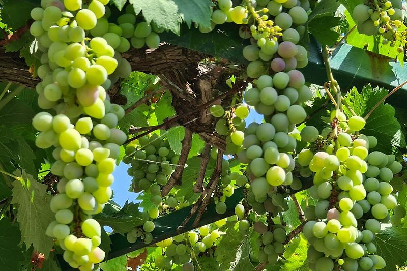 garden grapes