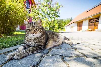 Ferienwohnung Pachler