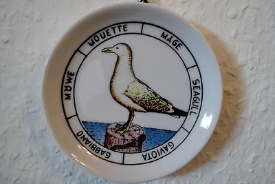 Nido di gabbiano 20
