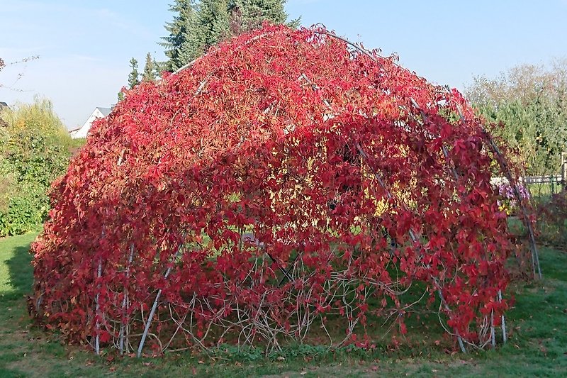 La tonnelle de vigne de 6 mètres en couleurs d'automne