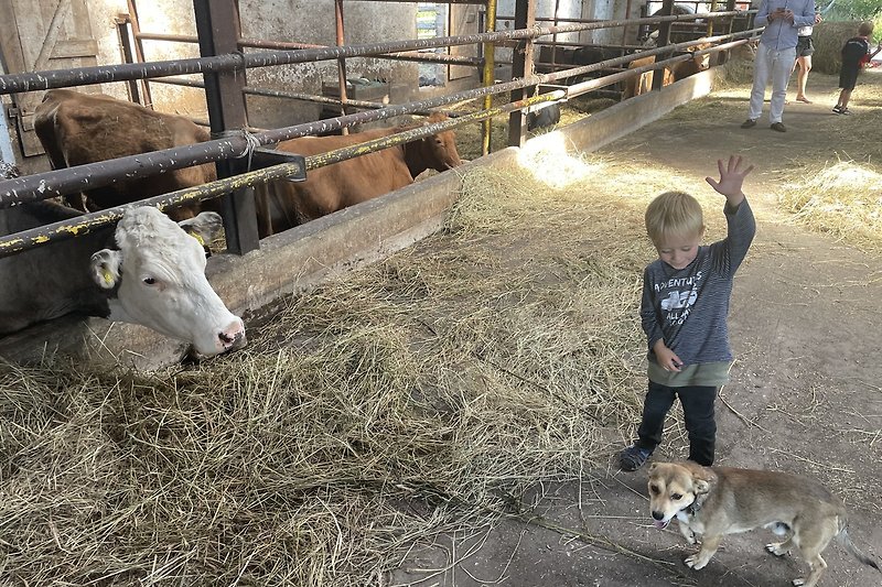 Bauernhof mit Hund, Kuh, Gras und Kind - Natur pur!