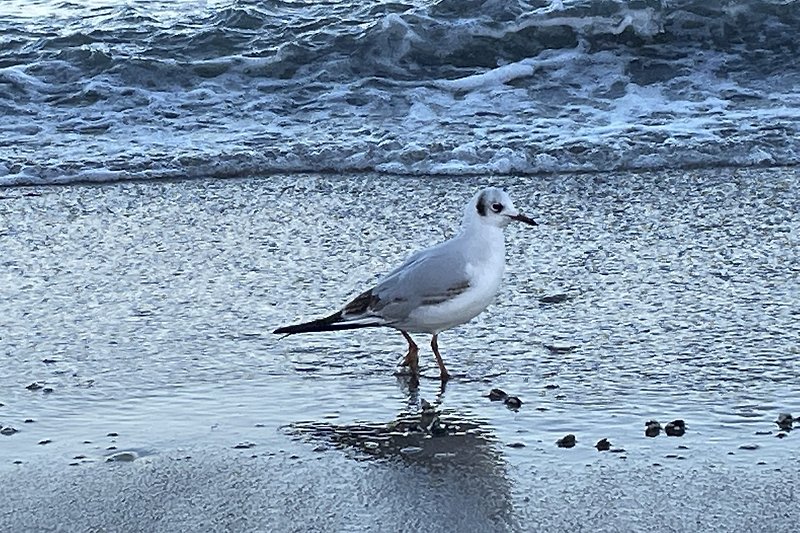 Vogel am Strand mit Wasser und Wellen - Natur pur!