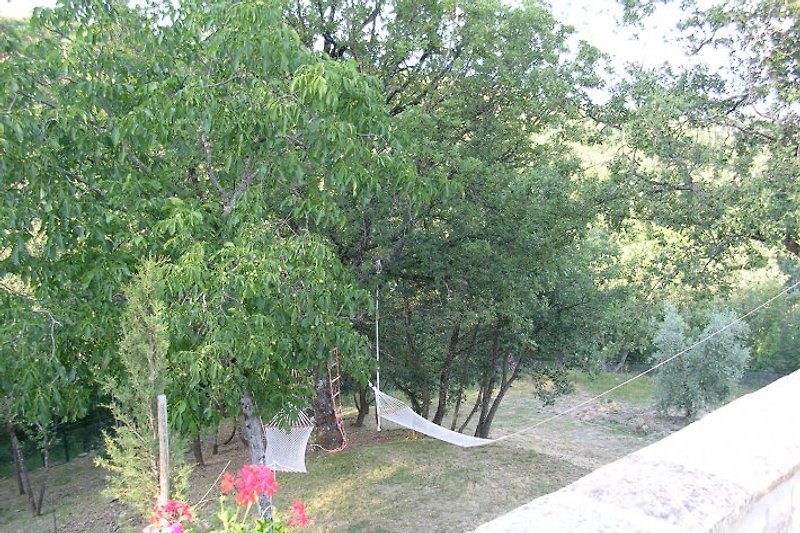 hammocks under old oak