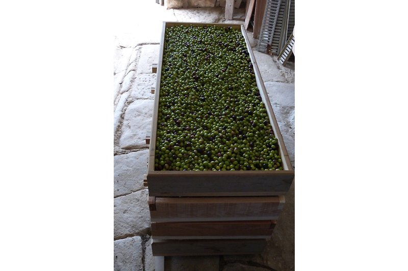 Oliven bereit für die Mühle