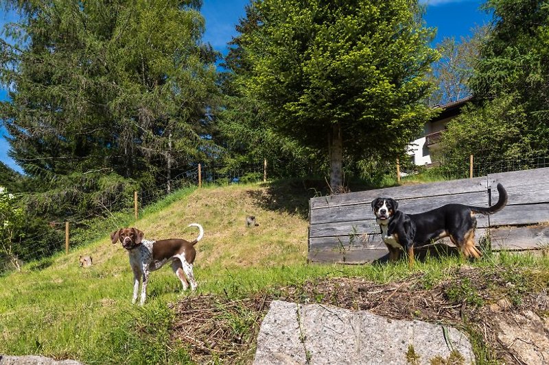 Die Familienhunde freuen sich über den eingezäunten Garten