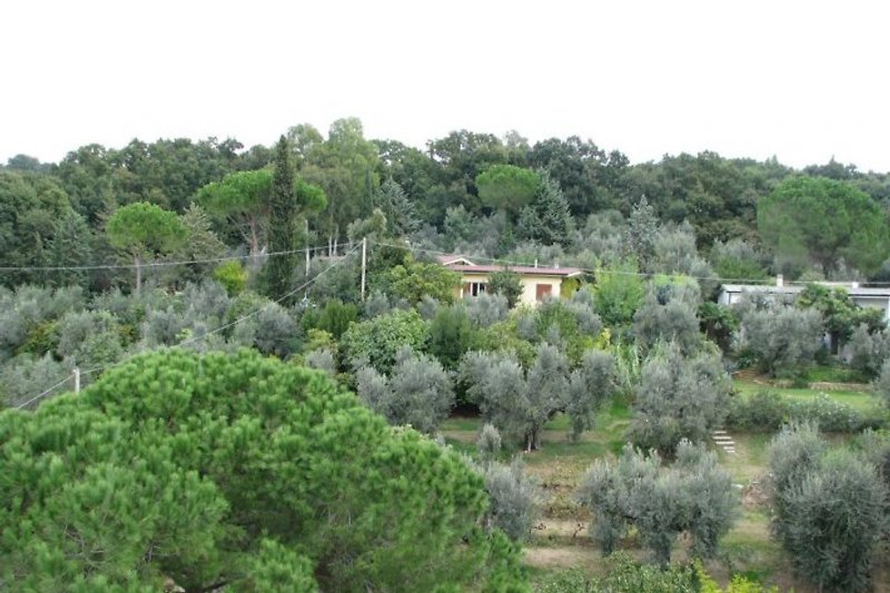 Die Casa Gialla von alten Oliven umgeben