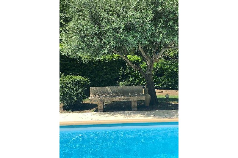 Pool mit Olivenbaum
