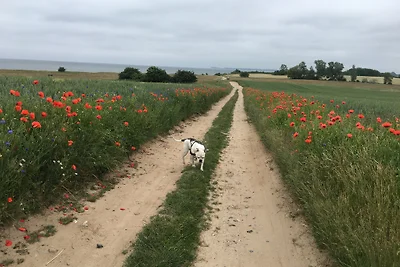 Urlaub mit Hund eingezäunter Garten