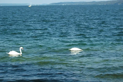Komfortwohnung am See  ,  Internet
