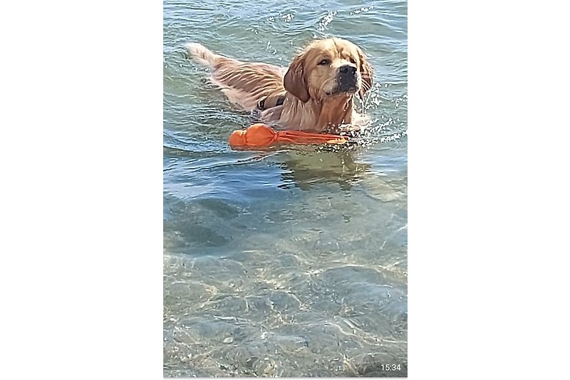 Toller Hundestrand mit Strandkörben.  Perfekt für Hundeliebhaber und Wassersportler.