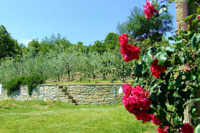 Schöner Garten mit Olivenhain, blühenden Pflanzen in malerischer Landschaft.