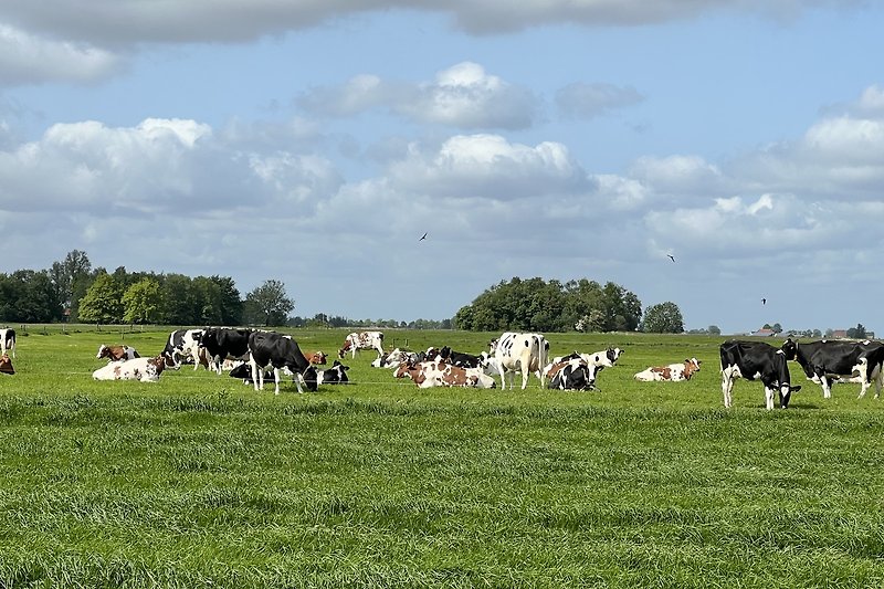 Weidende Kühe auf grüner Wiese unter blauem Himmel.