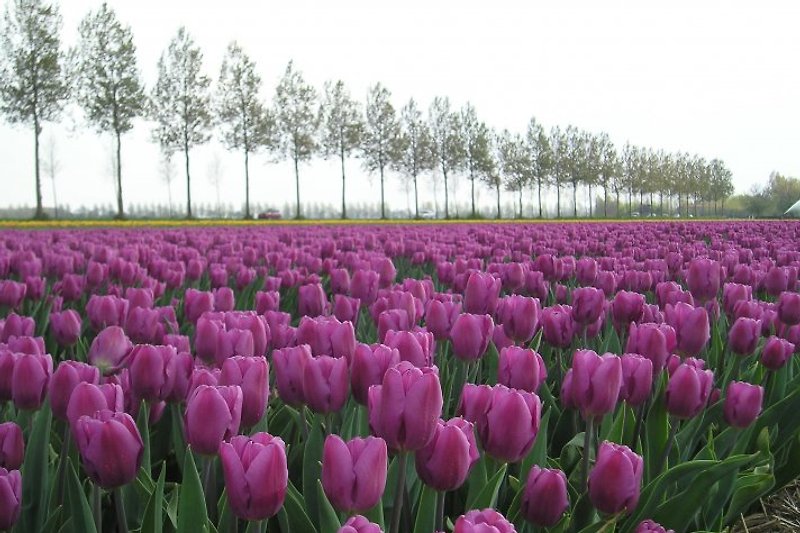 Festival de tulipanes a finales de abril principios de mayo 2015