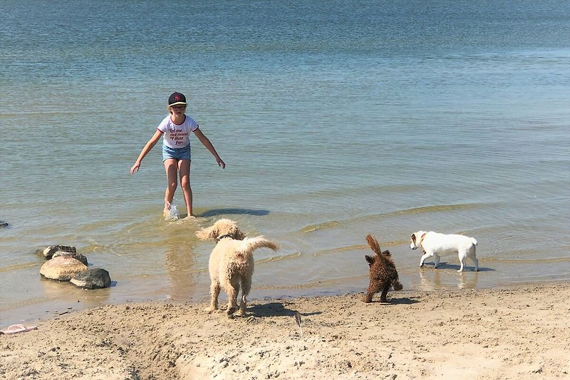 Ein Hund spielt am Strand, während Menschen das Meer genießen.