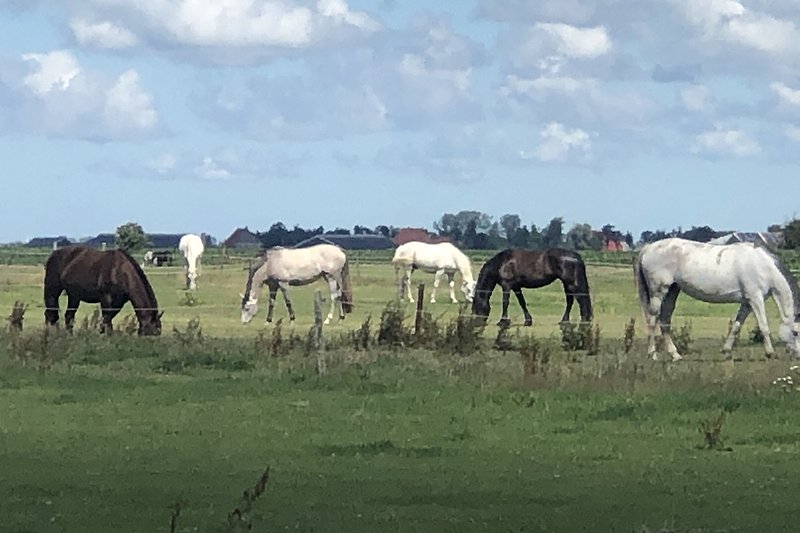 Friesland hat sehr viel Pferde