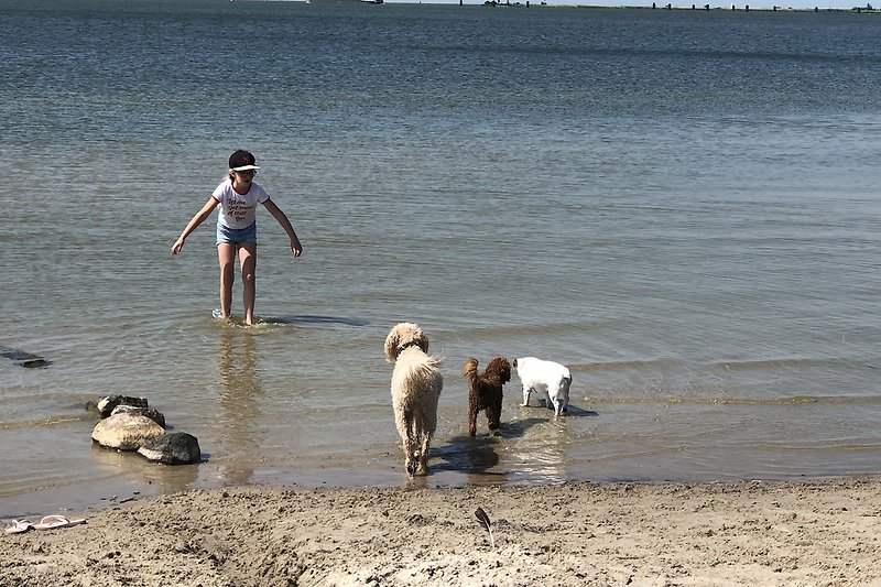 Hund spielt fröhlich am Strand mit Menschen und Wellen.