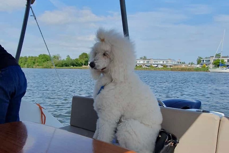 Hund und Boot am See mit Wolken und Wasser. #Urlaub #Erholung #Natur.