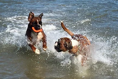 Villa Moreno Spanienurlaub mit Hund