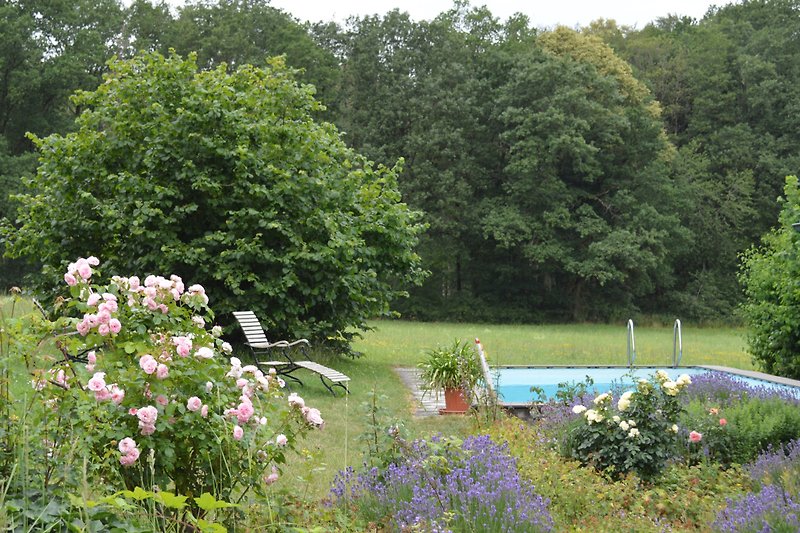 Schwimmbad umgeben von duftendem Lavendel