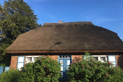 Bau-&-Zirkuswagen im Gartenidyll